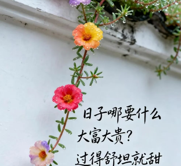 非常喜欢的一段话：人这一辈子， 做个知足的人就好。