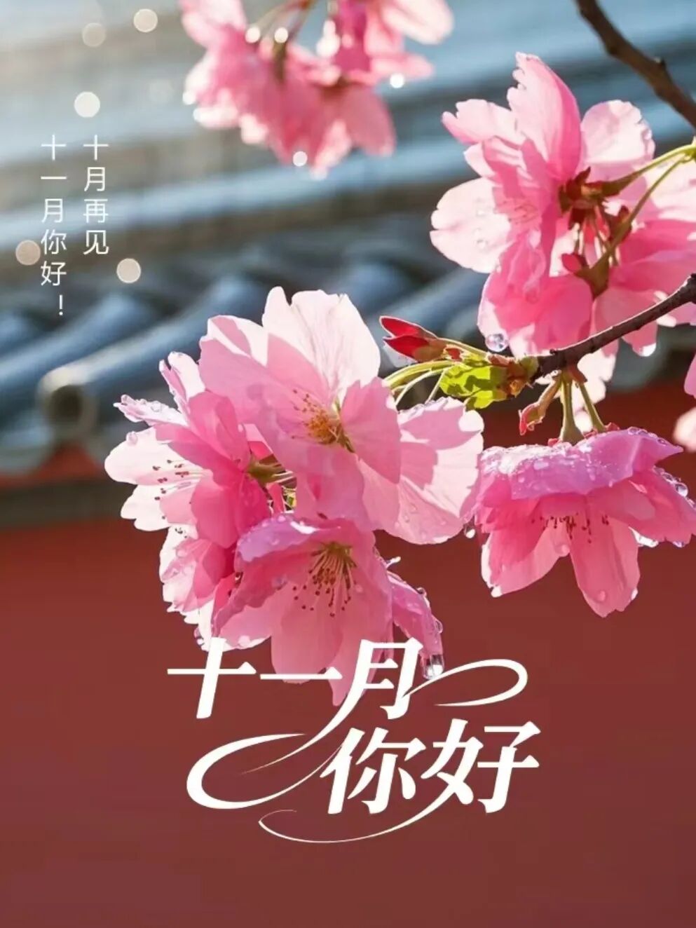 适合十一月发的朋友圈文案，太美了 第 11 张